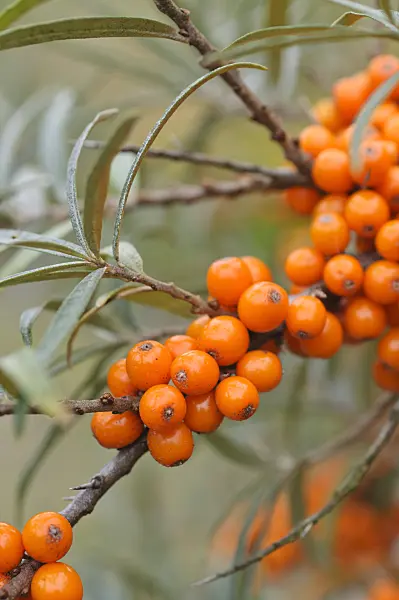 489028 - Sea buckthorn (Hippophae rhamnoides)
