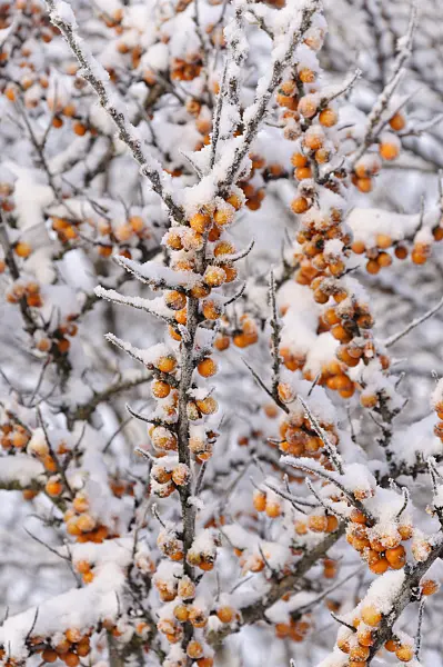 491042 - Sea buckthorn (Hippophae rhamnoides)