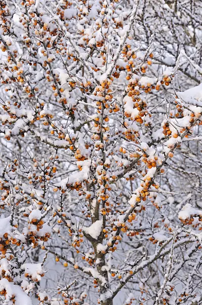 491043 - Sea buckthorn (Hippophae rhamnoides)