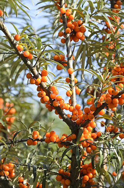 500001 - Sea buckthorn (Hippophae rhamnoides)