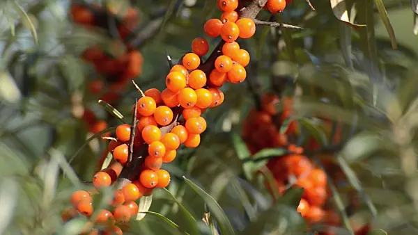 500004 - Sea buckthorn (Hippophae rhamnoides)