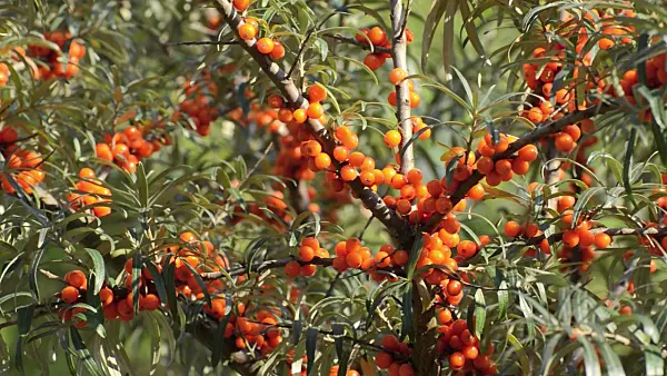 500005 - Sea buckthorn (Hippophae rhamnoides)