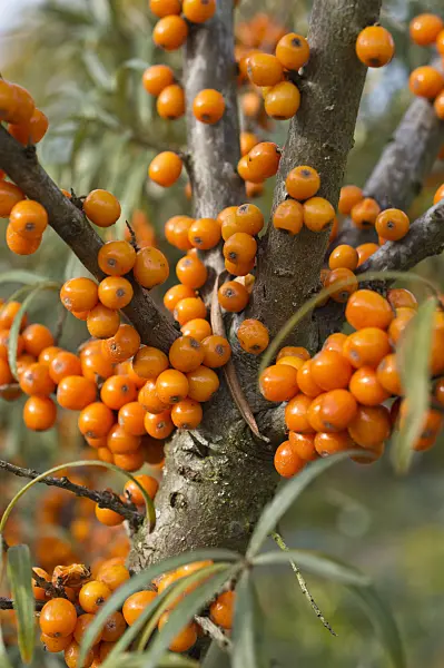 513053 - Sea buckthorn (Hippophae rhamnoides)