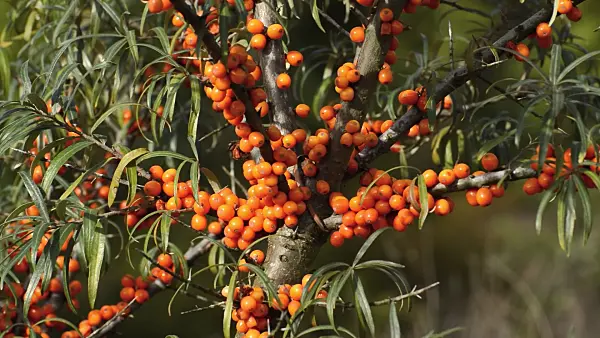 513054 - Sea buckthorn (Hippophae rhamnoides)