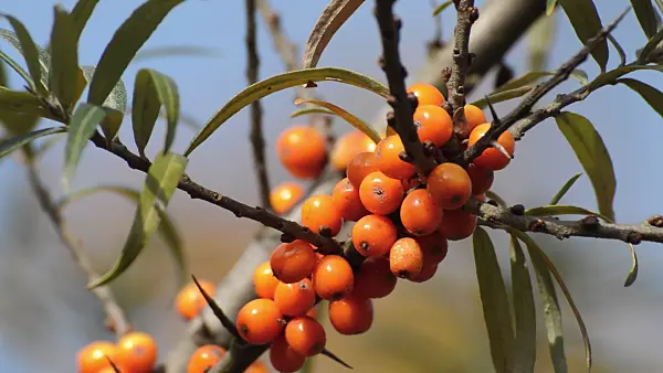 513055 - Sea buckthorn (Hippophae rhamnoides)