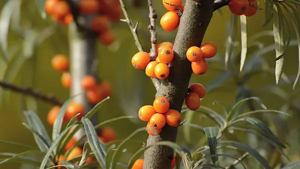 513056 - Sea buckthorn (Hippophae rhamnoides)