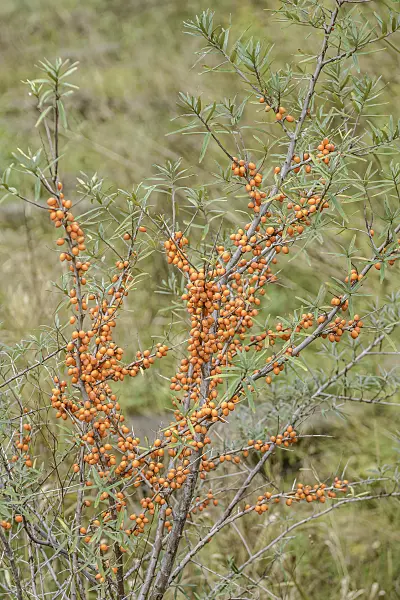 547152 - Sea buckthorn (Hippophae rhamnoides)
