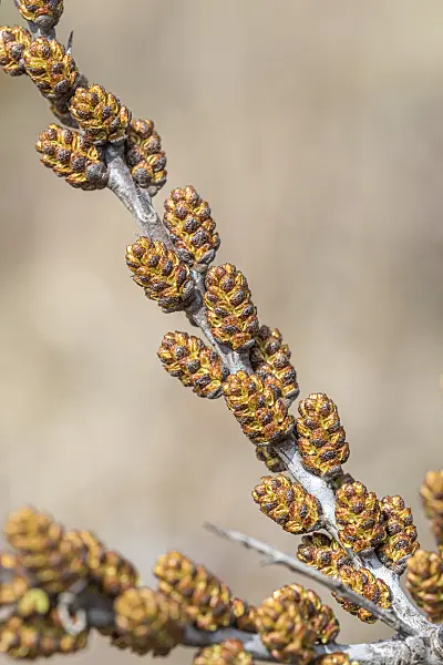 625232 - Sea buckthorn (Hippophae rhamnoides)