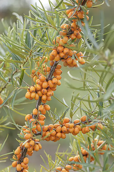 607097 - Sea buckthorn (Hippophae rhamnoides 'Hergo')