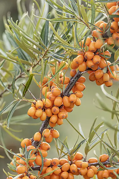 635049 - Sea buckthorn (Hippophae rhamnoides 'Hergo')
