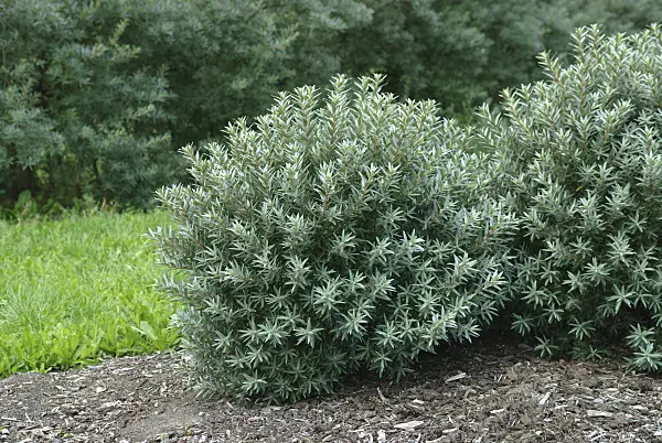 526100 - Sea buckthorn (Hippophae rhamnoides 'Hikul')