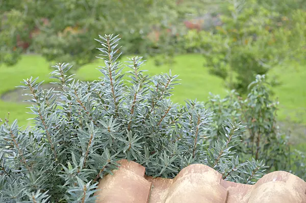 526101 - Sea buckthorn (Hippophae rhamnoides 'Hikul')