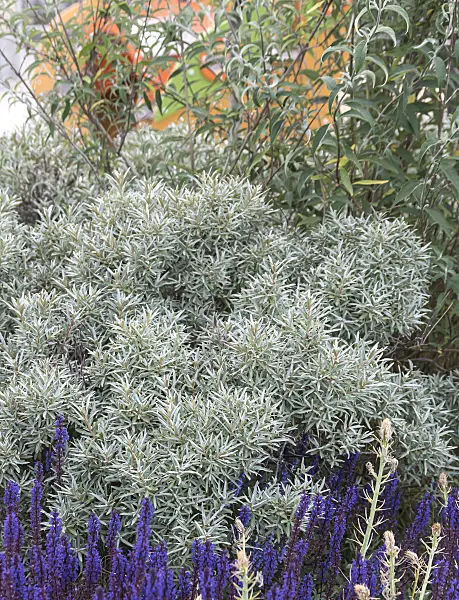 651320 - Sea buckthorn (Hippophae rhamnoides 'Hikul')