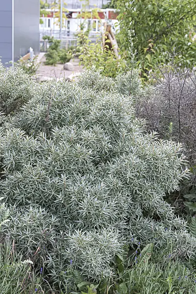 651321 - Sea buckthorn (Hippophae rhamnoides 'Hikul')
