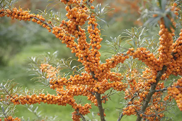 526103 - Sea buckthorn (Hippophae rhamnoides 'Leikora')