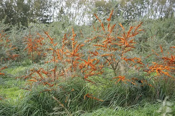 526104 - Sea buckthorn (Hippophae rhamnoides 'Leikora')