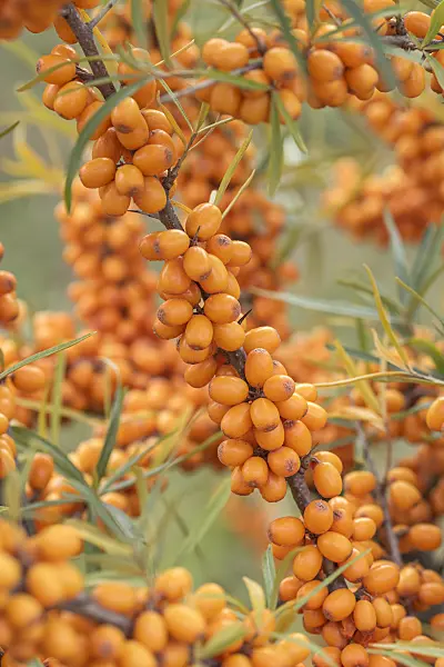 638124 - Sea buckthorn (Hippophae rhamnoides 'Leikora')