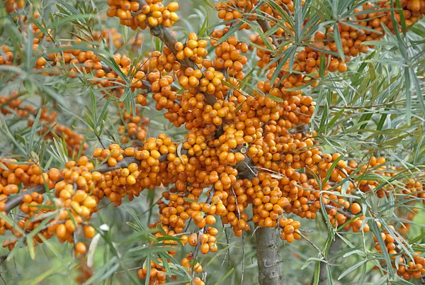 517294 - Sea buckthorn (Hippophae rhamnoides 'Orange Energy')