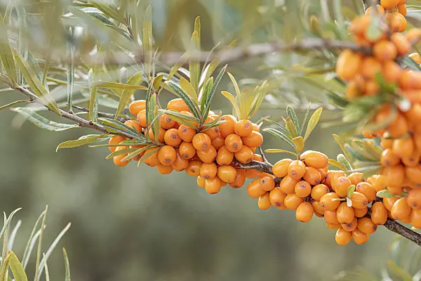 635053 - Sea buckthorn (Hippophae rhamnoides 'Orange Energy')