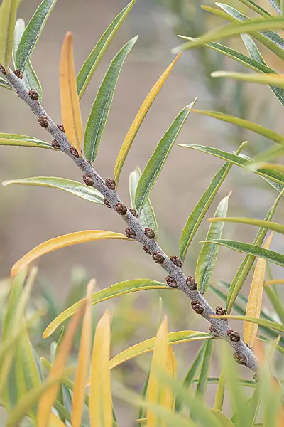 635050 - Sea buckthorn (Hippophae rhamnoides 'Pollmix 1')