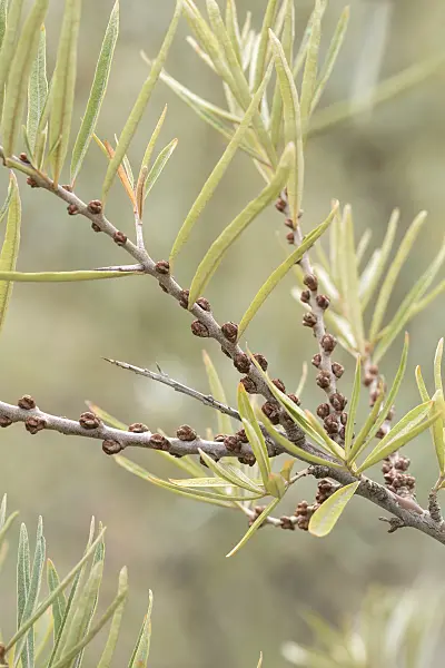 635051 - Sea buckthorn (Hippophae rhamnoides 'Pollmix 2')