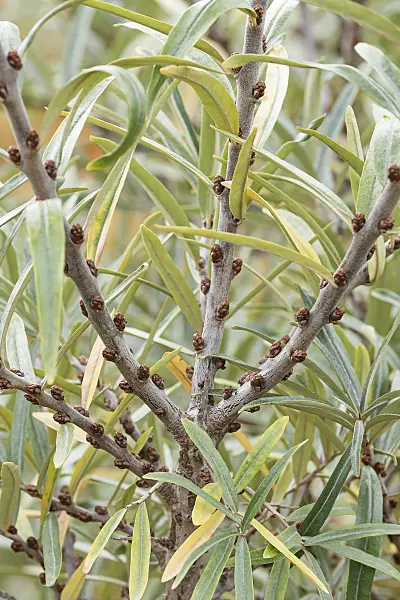 635052 - Sea buckthorn (Hippophae rhamnoides 'Pollmix 5')