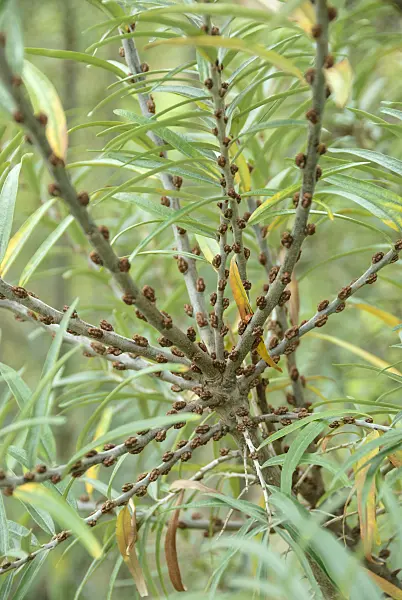 526105 - Sea buckthorn (Hippophae rhamnoides 'Pollmix')