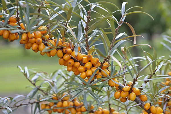 517295 - Sea buckthorn (Hippophae rhamnoides 'Sandora')