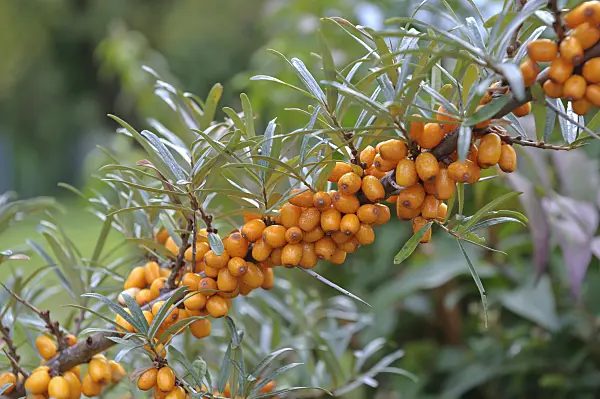 517296 - Sea buckthorn (Hippophae rhamnoides 'Sandora')