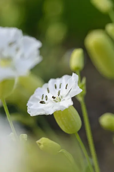 484267 - Sea campion (Silene uniflora 'Weisskehlchen')
