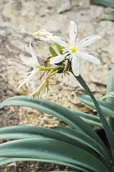 364005 - Sea daffodil (Pancratium illyricum)
