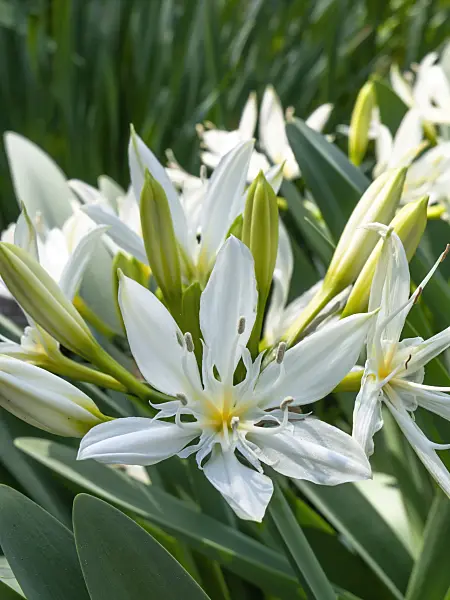 437241 - Sea daffodil (Pancratium illyricum)