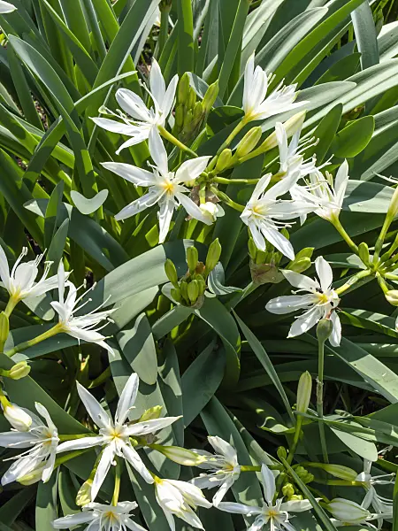 437247 - Sea daffodil (Pancratium illyricum)
