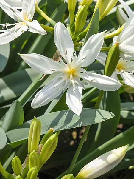 437248 - Sea daffodil (Pancratium illyricum)