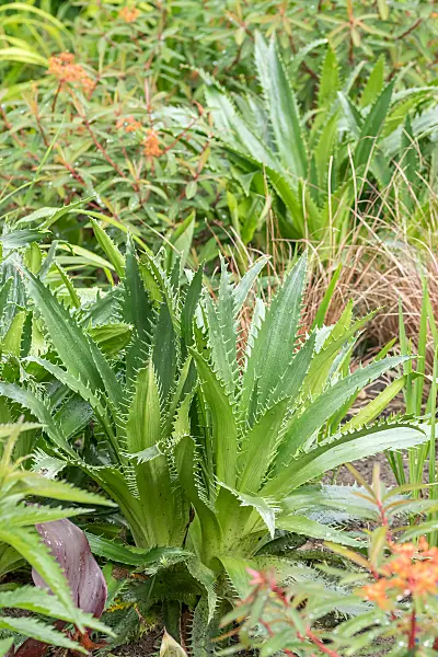 664137 - Sea holly (Eryngium agavifolium)