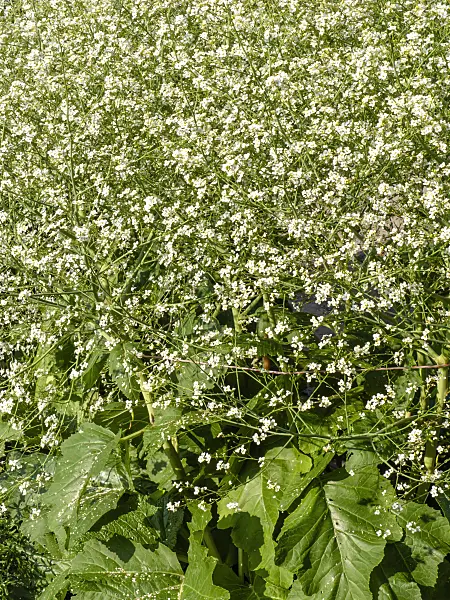 438297 - Sea kale (Crambe maritima)
