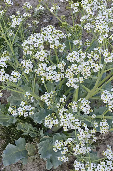 471324 - Sea kale (Crambe maritima)