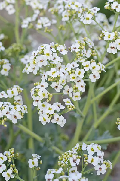 471325 - Sea kale (Crambe maritima)