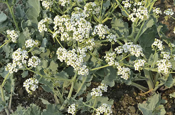 495369 - Sea kale (Crambe maritima)