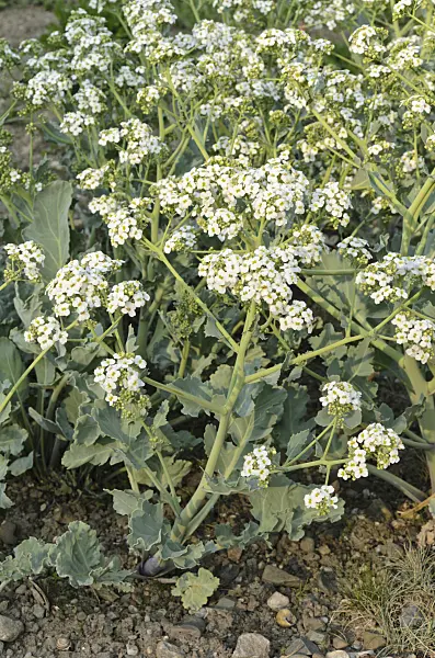 495370 - Sea kale (Crambe maritima)