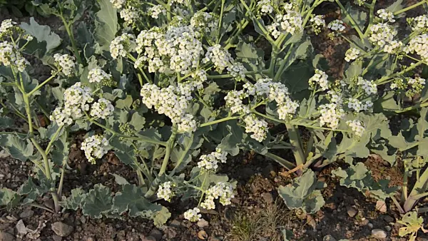 495391 - Sea kale (Crambe maritima)