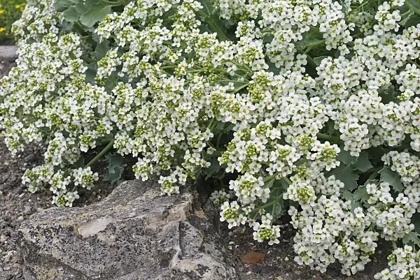 557014 - Sea kale (Crambe maritima)