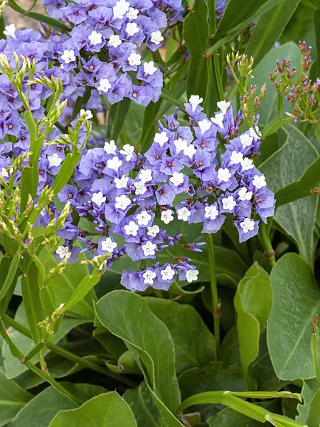 400138 - Sea lavender (Limonium redivivum)