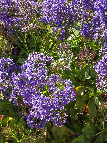 424092 - Sea lavender (Limonium sventenii)