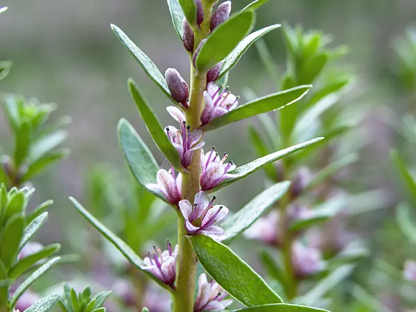 438166 - Sea milkwort (Glaux maritima syn. Lysimachia maritima)