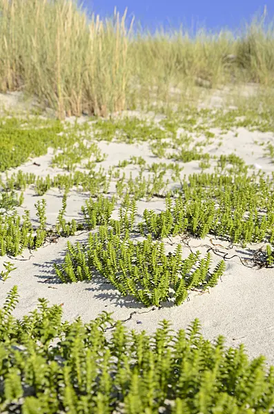 534320 - Sea sandwort (Honckenya peploides)