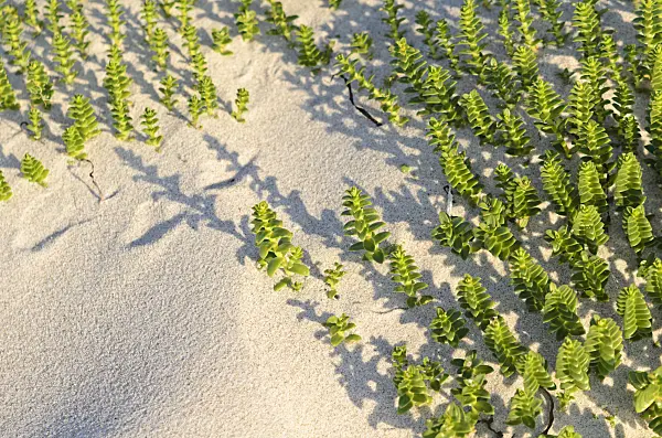 534328 - Sea sandwort (Honckenya peploides)