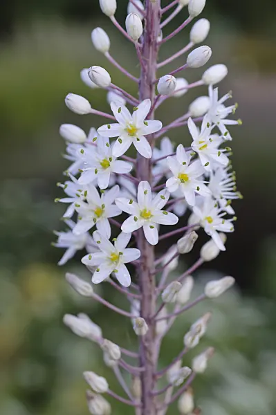476038 - Sea squill (Drimia maritima syn. Charybdis maritima)