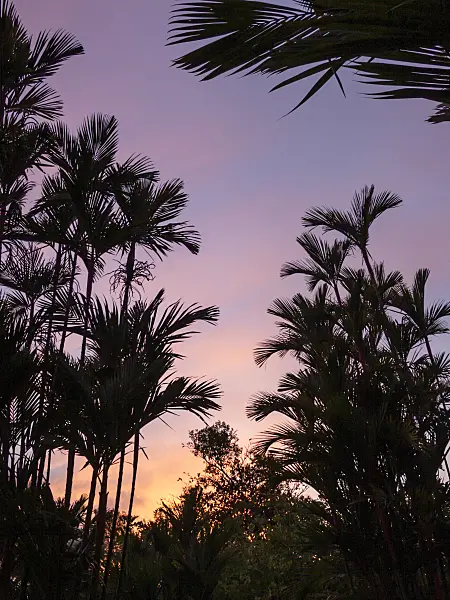411065 - Sealing wax palm (Cyrtostachys renda)