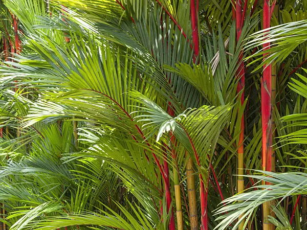 411234 - Sealing wax palm (Cyrtostachys renda)